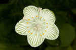 Kidneyleaf grass of Parnassus